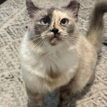 Vesper -  Domestic Long Hair Cat for Adoption in Alexandria, Virginia - Vesper | PetCurious