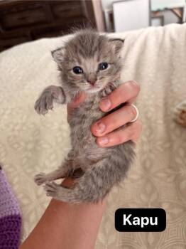 Kapu -  Domestic Short Hair Cat for Adoption in Johnson City, Tennessee - Kapu | PetCurious