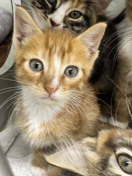 Oisin -  Domestic Short Hair Cat for Adoption in Fort Walton Beach, Florida - Oisin | PetCurious