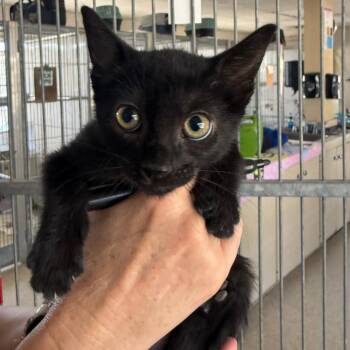 Domestic Short Hair Cats Available for Adoption in Goleta, California - Autumn | PetCurious