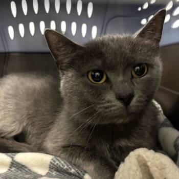 Rescue Domestic Short Hair Cats for Adoption in Downers Grove, Illinois - Angel | PetCurious