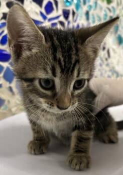 FENWAY -  Domestic Short Hair Cat for Adoption in Pensacola, Florida - FENWAY | PetCurious