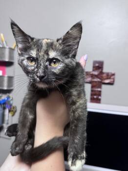 Madonna -  Domestic Short Hair Cat for Adoption in Cuyahoga Falls, Ohio - Madonna | PetCurious