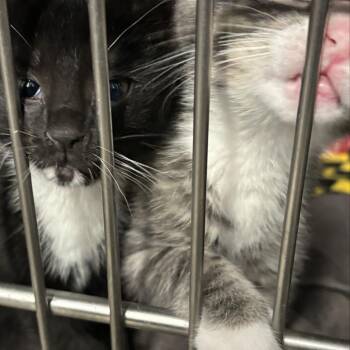 Key Largo -  Domestic Short Hair Cat Available for Adoption in Baltimore, Maryland - Key Largo | PetCurious