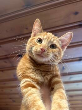 Rescue Domestic Short Hair Cats for Adoption in Cumming, Georgia - Wolf | PetCurious