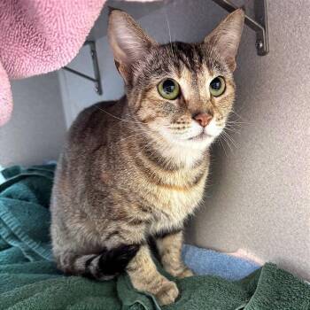 Domestic Short Hair Cats Available for Adoption in Pittsburgh, Pennsylvania - Delta Horse | PetCurious