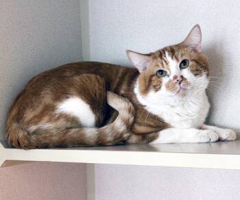 GARFIELD -  Domestic Short Hair Cat Available for Adoption in San Clemente, California - GARFIELD | PetCurious