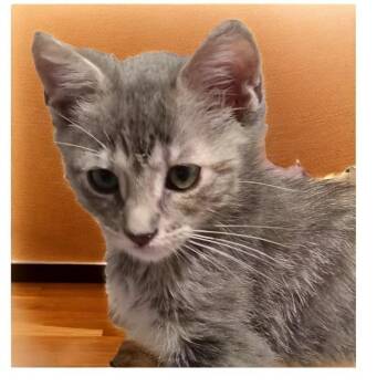Marshmallow -  Domestic Short Hair Cat for Adoption in North Richland Hills, Texas - Marshmallow | PetCurious