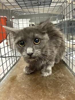 AVA -  Domestic Short Hair Cat for Adoption in Las Vegas, Nevada - AVA | PetCurious