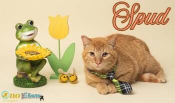 Domestic Short Hair Cats Available for Adoption in Fairhope, Alabama - Spud | PetCurious