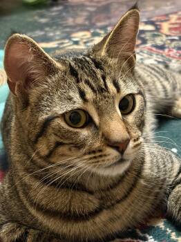 Hugin -  Domestic Short Hair Cat for Adoption in Albany, New York - Hugin | PetCurious