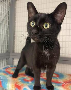 Sol -  Domestic Short Hair Cat for Adoption in Hudsonville, Michigan - Sol | PetCurious