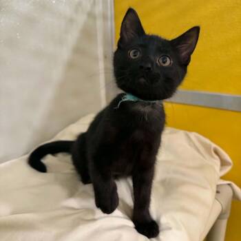 Rotini -  Domestic Short Hair Cat for Adoption in Penn Yan, New York - Rotini | PetCurious