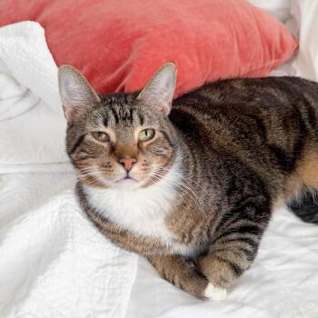 Tabby Cats Available for Adoption - Butterbean | PetCurious
