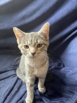Rescue Tabby Cats for Adoption in Cincinnati, Ohio - Yelena | PetCurious