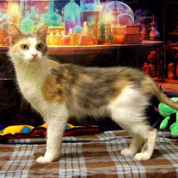 Margarita -  Domestic Medium Hair Cat for Adoption in New York, New York - Margarita | PetCurious