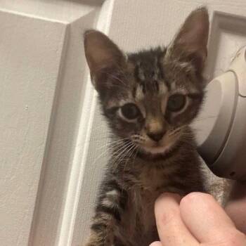 Overnight Shipping -  Domestic Short Hair Cat for Adoption in Dallas, Texas - Overnight Shipping | PetCurious