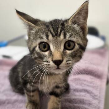 Rescue Domestic Short Hair Cats for Adoption in Phoenix, Arizona - Fanny Pack | PetCurious