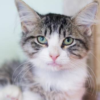 Behemoth -  Domestic Medium Hair Cat for Adoption in Hot Springs, Arkansas - Behemoth | PetCurious