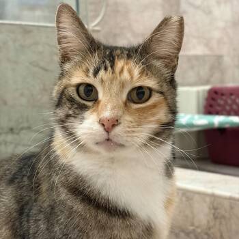 Domestic Short Hair Cats Available for Adoption - Dahlia | PetCurious
