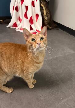 Raff -  Domestic Short Hair Cat for Adoption in Minot, North Dakota - Raff | PetCurious