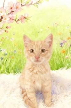 Domestic Medium Hair Cats Available for Adoption in Tehachapi, California - Butterscotch | PetCurious