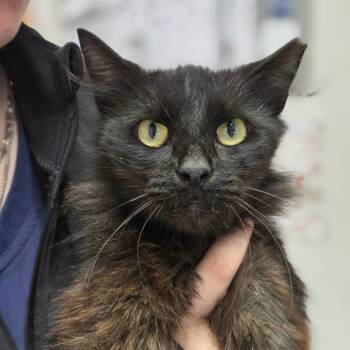 Silva -  Domestic Long Hair Cat for Adoption in Charleston, West Virginia - Silva | PetCurious