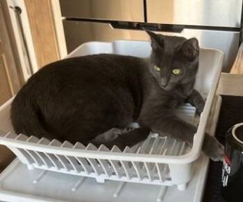 Maxine -  Domestic Short Hair Cat for Adoption in Thompson Falls, Montana - Maxine | PetCurious