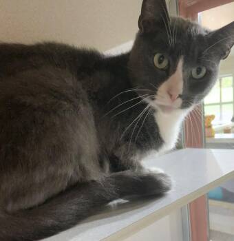 Rescue Domestic Short Hair Cats for Adoption in Massena, New York - Ben | PetCurious