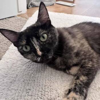 Cleo Conover -  Domestic Short Hair Cat for Adoption in Eagle Mountain, Utah - Cleo Conover | PetCurious