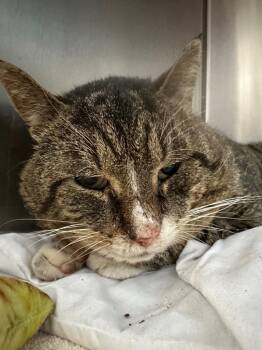 Domestic Short Hair Cats Available for Adoption - Grandpaw | PetCurious