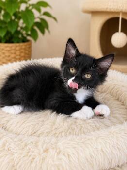 Kevin Napa -  Tuxedo and Domestic Long Hair Cat for Adoption in Napa, California - Kevin Napa | PetCurious