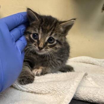 Nikki -  Domestic Short Hair Cat for Adoption in Pasadena, California - Nikki | PetCurious