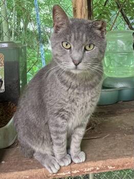 Domestic Short Hair Cats Available for Adoption in Stuart, Virginia - Werner | PetCurious