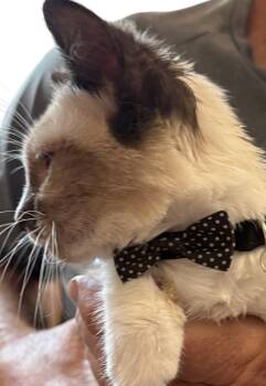 Rescue Siamese Cats for Adoption in Grove, Oklahoma - Simon | PetCurious