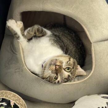 Nero -  Domestic Short Hair Cat for Adoption in Fort Worth, Texas - Nero | PetCurious