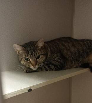 Domestic Short Hair Cats Available for Adoption - Ivory | PetCurious