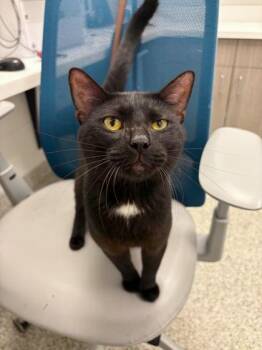 Give Me The Future -  Domestic Short Hair Cat for Adoption in Kansas City, Missouri - Give Me The Future | PetCurious