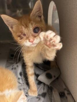 Riley (Special Needs) -  Domestic Short Hair Cat for Adoption in Fredericksburg, Virginia - Riley (Special Needs) | PetCurious