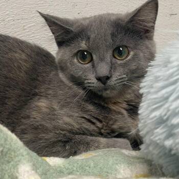 Rescue Dilute Tortoiseshell Cats for Adoption in Indiana, Pennsylvania - Lacey | PetCurious