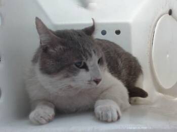 BUB -  Domestic Short Hair Cat for Adoption in Albuquerque, New Mexico - BUB | PetCurious