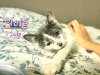 Mole -  Domestic Short Hair Cat for Adoption in Morehead, Kentucky - Mole | PetCurious
