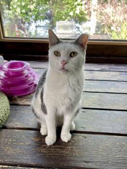 Rescue Domestic Short Hair Cats for Adoption - Princess | PetCurious