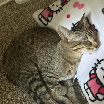 Rescue American Shorthair Cats for Adoption in Austin, Texas - Shauna | PetCurious