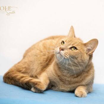 Peaches -  Domestic Short Hair Cat for Adoption in Madisonville, Kentucky - Peaches | PetCurious