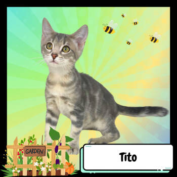 Rescue Domestic Short Hair Cats for Adoption in Suisun City, California - Tito | PetCurious