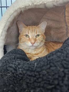 ShaSha LaLa -  Domestic Short Hair Cat for Adoption - ShaSha LaLa | PetCurious