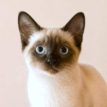 TERRIFIC TAHARI - SENSATIONAL SEAL POINT SIAMESE -  Siamese Cat for Adoption in Oakwood, Georgia - TERRIFIC TAHARI - SENSATIONAL SEAL POINT SIAMESE | PetCurious