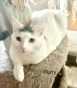 Flurry -  Turkish Van Cat for Adoption in Tustin, California - Flurry | PetCurious