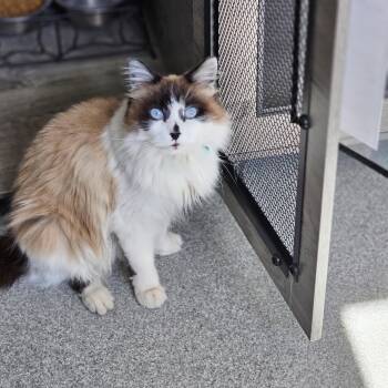 Snowshoe Cats Available for Adoption - Snowshoe  | PetCurious